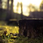 Tree stump