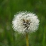 Close up of dandelion