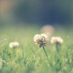 Green grass with white petaled plants