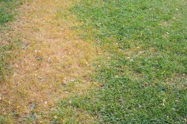 Picture of Dormant Grass vs Dead Grass – How to Tell the Difference