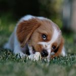 Dog on grass