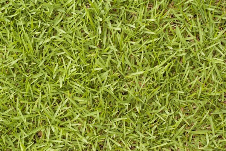 Centipede Grass vs Bermuda Grass Which One is Better?
