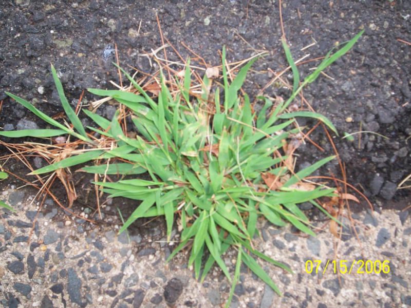 Bermuda Grass vs Crabgrass Avezvous une invasion? Top ventes