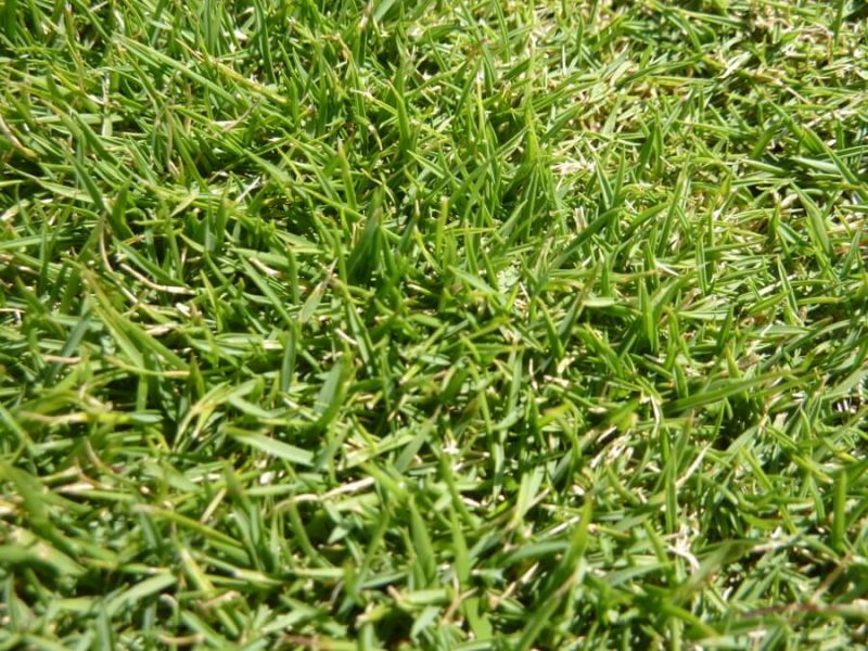 Zoysia vs Fescue Grass Which is Best for Your Yard?