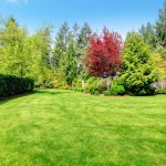 a green lawn in backyard