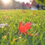 autumn leaves on green grass lawn