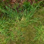 crabgrass closeup photo