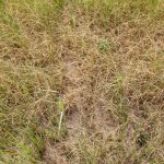 dry grass in drought