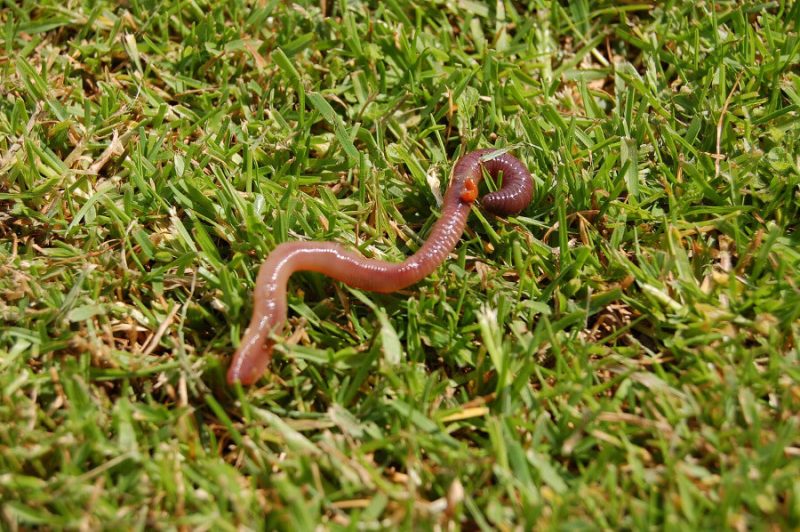 Are Earthworms a Problem & How to Fix an Infestation?