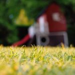 grass lawn in sunlight closeup