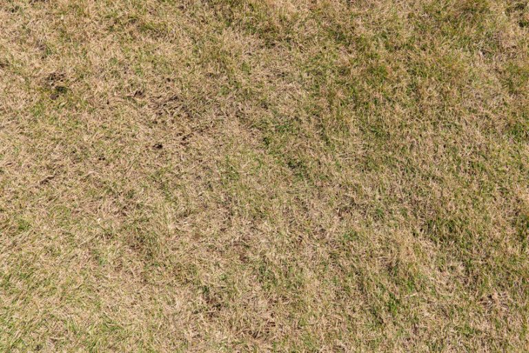 Fix Your Garden! How to Reverse Lawn Fertilizer Burn