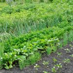green vegetable garden