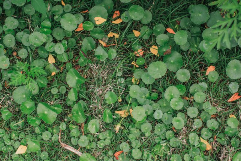 How to Get Rid of Dollar Weeds Kill It & Prevent Growth