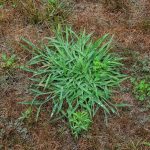 invasive crabgrass on lawn
