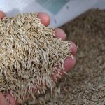 man holding grass seed in hand