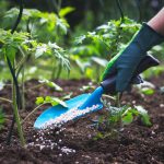 person using fertilizer