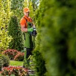 professional gardener working with hedge trimmer