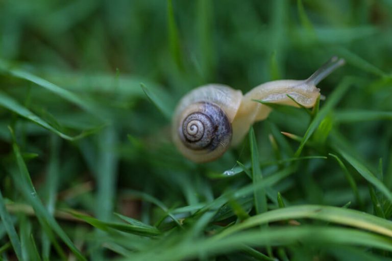 5 Amazing Benefits of Sharing Your Garden With Snails