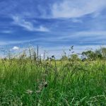 tall overgrown grass