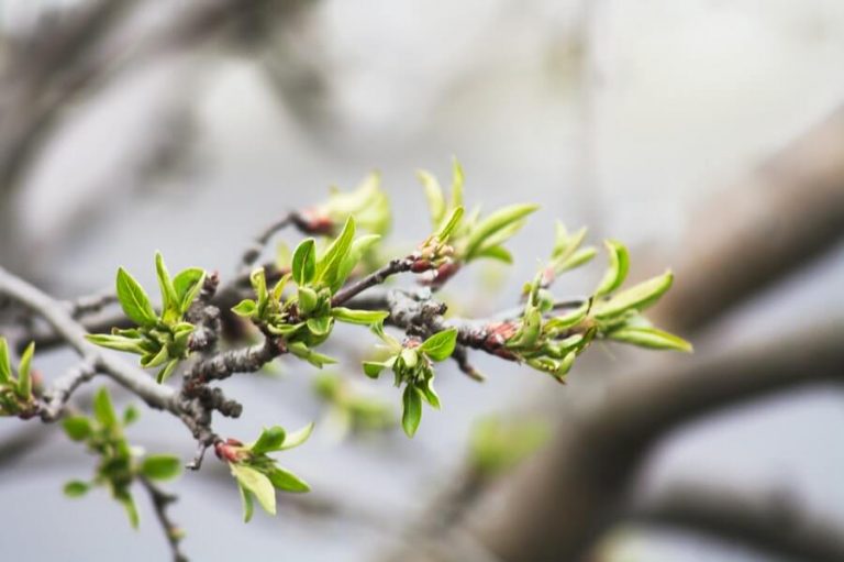 How to Get Rid of Tree Saplings in Lawn? (Step-by-Step)